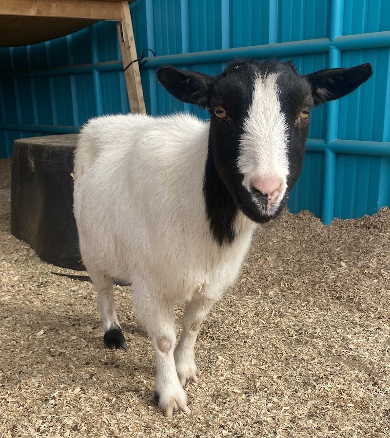 Press Paws Ranch Retreat - Event Venue in Santa Clarita, California