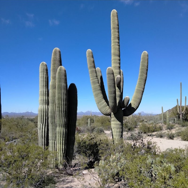 Arizona-Sonora Desert Museum - Event Venue in Tucson, Arizona